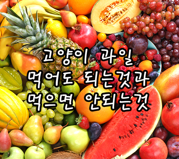  고양이 과일 먹어도 되는것과 먹으면 안되는것