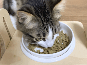 고양이, 강아지면역력 영양제 오델리캔서