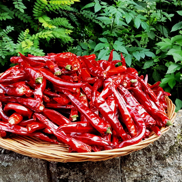 2019년 올해 건고추 가격 시세 안내