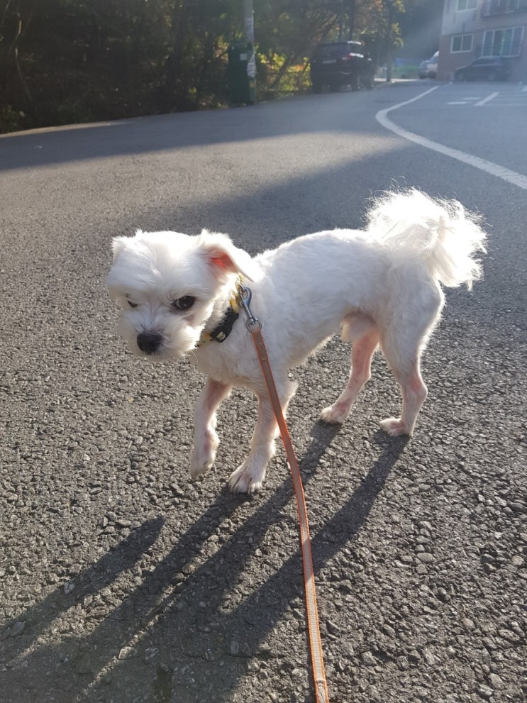  강아지 세마리 산책하기