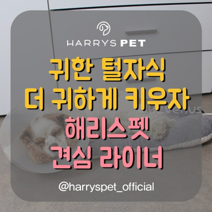  영등포애견호텔 갖고오면 효과 보는 라이너 쿠션의 비결