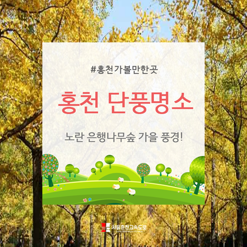  홍천 단풍명소 : 노란 은행나무숲 가을 풍경!