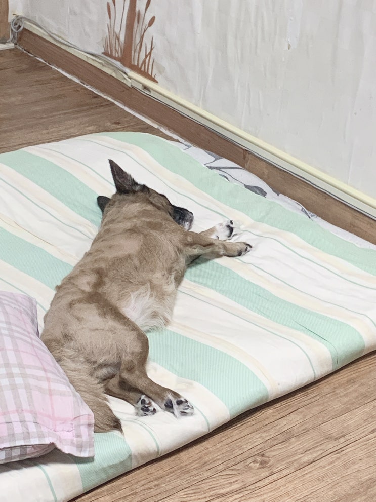  씻기는데 전투인 성깔견 '짱이'의 하루!