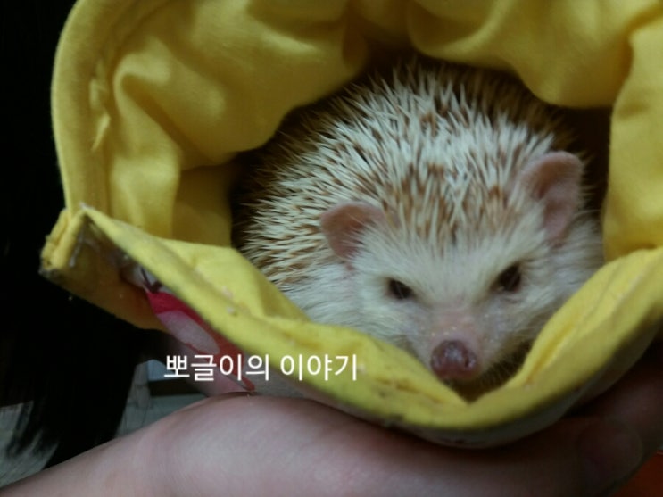  고슴도치 모래의 근황