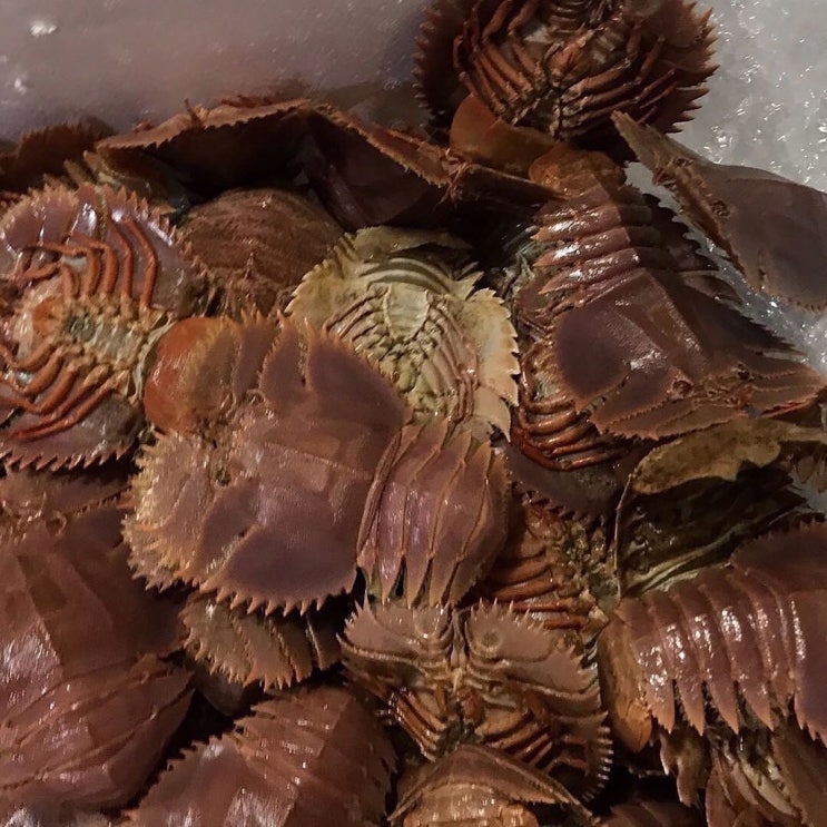  8월 22일 독도새우, 남해 활부채새우, 대물민어, 참돔, 농어, 갯장어, 거북손, 꽃게, 백합