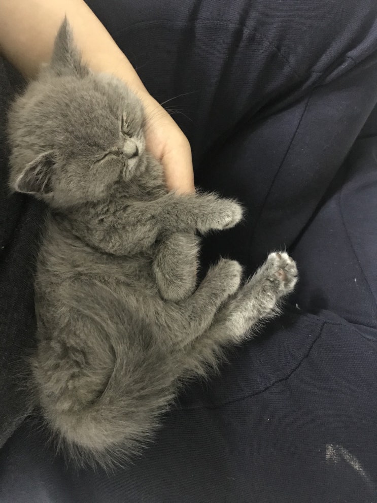  고양이 건식복막염(FIP) 신약 GS441524 19.05.18~23 치료 1주차