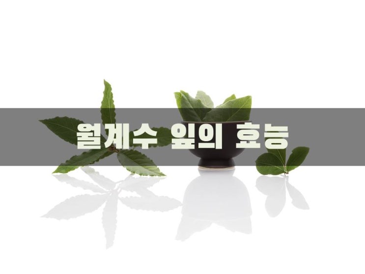  월계수잎 효능 궁금하면 봐보세요