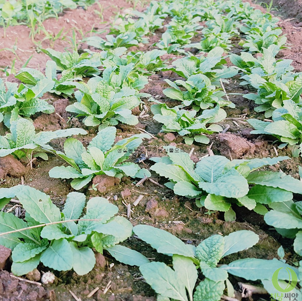  2019년 8월 곰보배추 모종 판매합니다