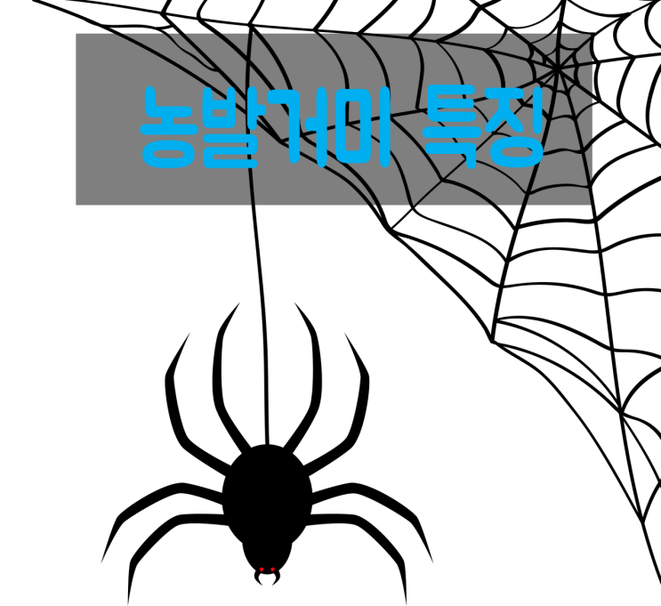  농발거미 내가 제일 크다!