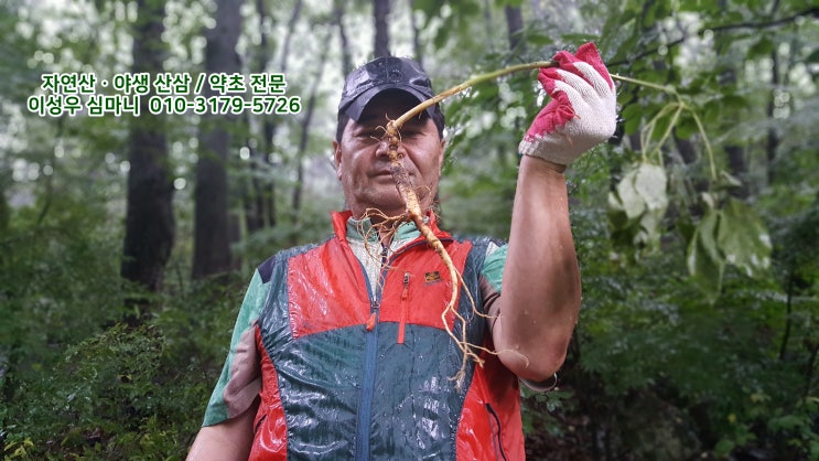  자연산 산삼, 야생 상태 직거래를 원하시면 (이성우님)