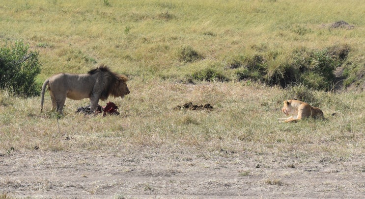 아프리카 케냐 여행 마사이마라 국립공원 사파리투어! 대자연속에서 야생동물들을 만나다 :) / 빅5(사자,코끼리,코뿔소,버팔로,표범) 찾아라!