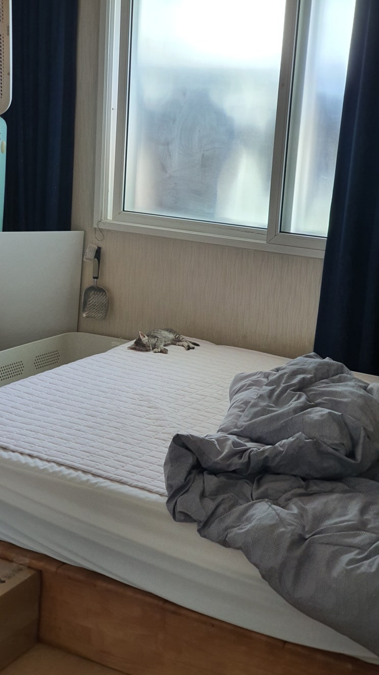  아기고양이 이집션마우 루이