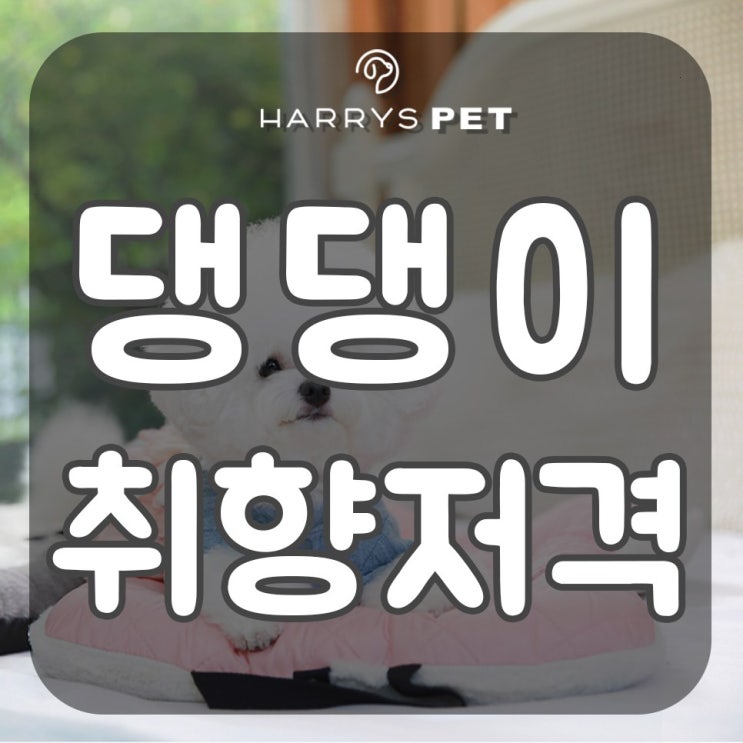 영종도애견카페 소행 교정에 딱인 라이너 매트 스토리
