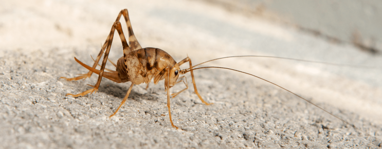 바퀴벌레 곱등이 살충제로 퇴치 어려운 이유