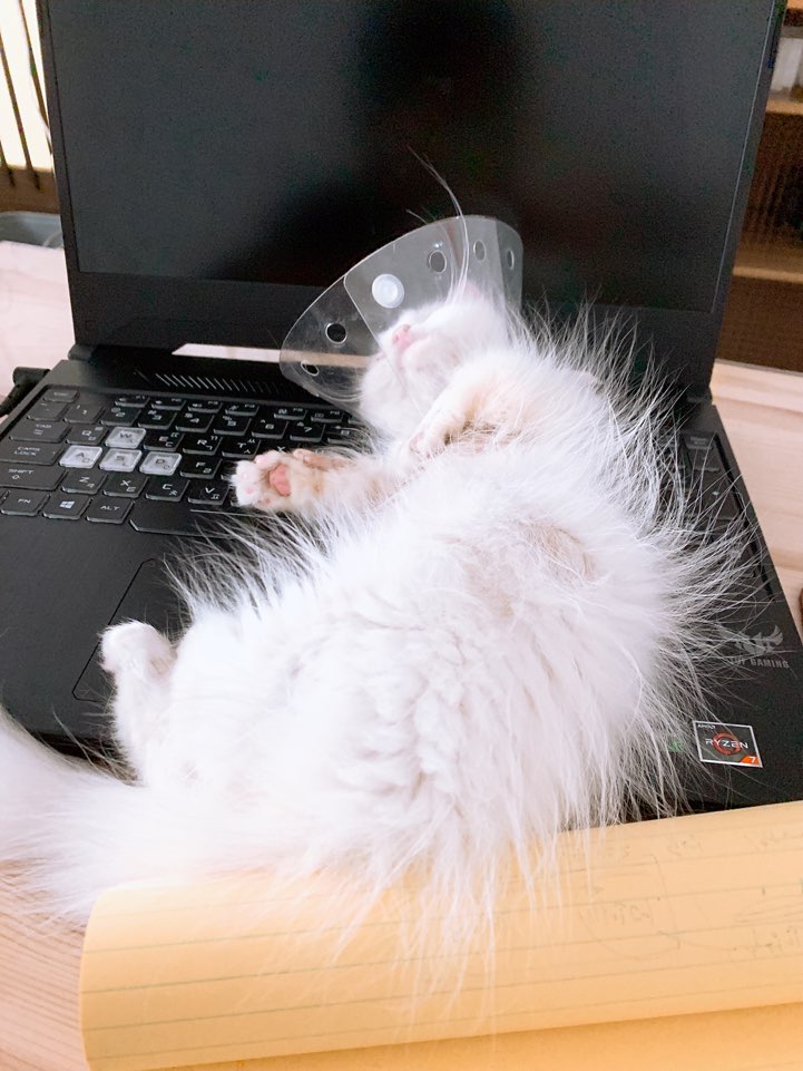  안녕하세요 새식구 왔어요 먼치킨 아기고양이 자몽이를 소개합니다