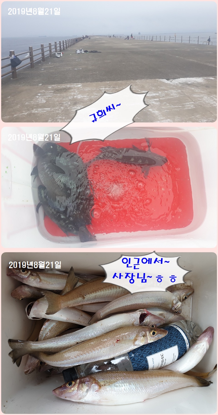  포항 영일 신항만 벵에돔,보리멸~~ 