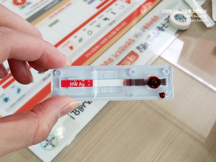  북수원동물병원에서 고양이 심장사상충 검사와 접종까지 한 번에!
