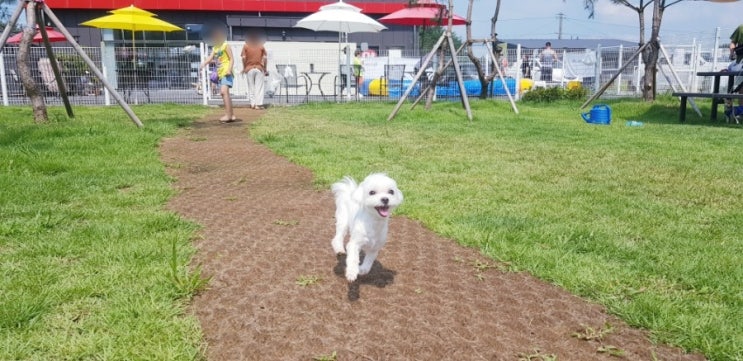  평택 애견운동장 고덕 펫 스토리 애견까폐 방문후기 :D