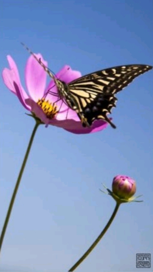  처서(處暑)