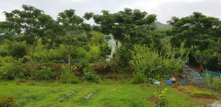  시실리의 처서