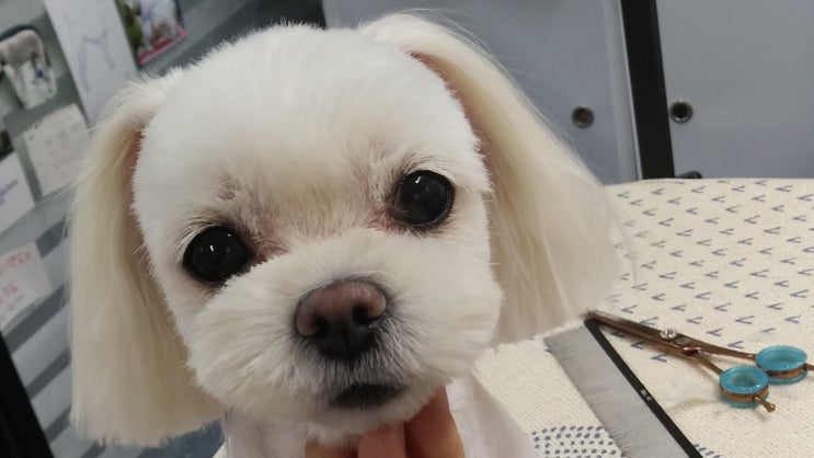  스트레스최소 호매실애견미용 큐트독   몰티츠미용