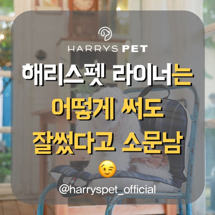 애견집 모두가 사는 데엔 과연 사정이 있다