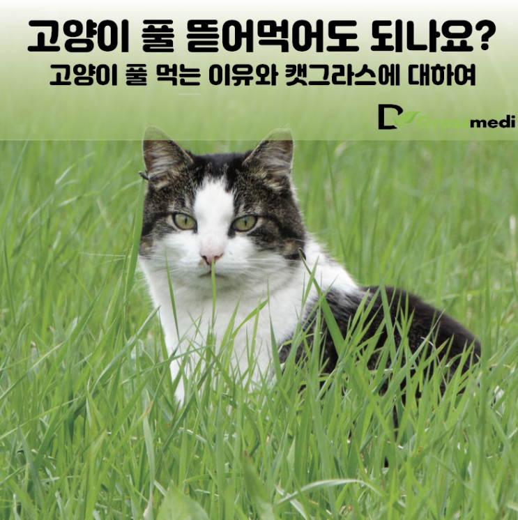  고양이 풀 뜯어먹는 이유ㅣ캣그라스 먹여도 될까?