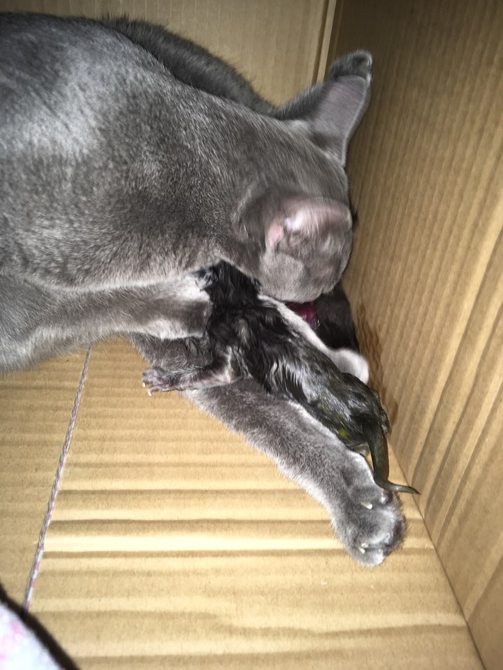  19.08.20 러시안블루 제리  5둥이 엄마되다!!