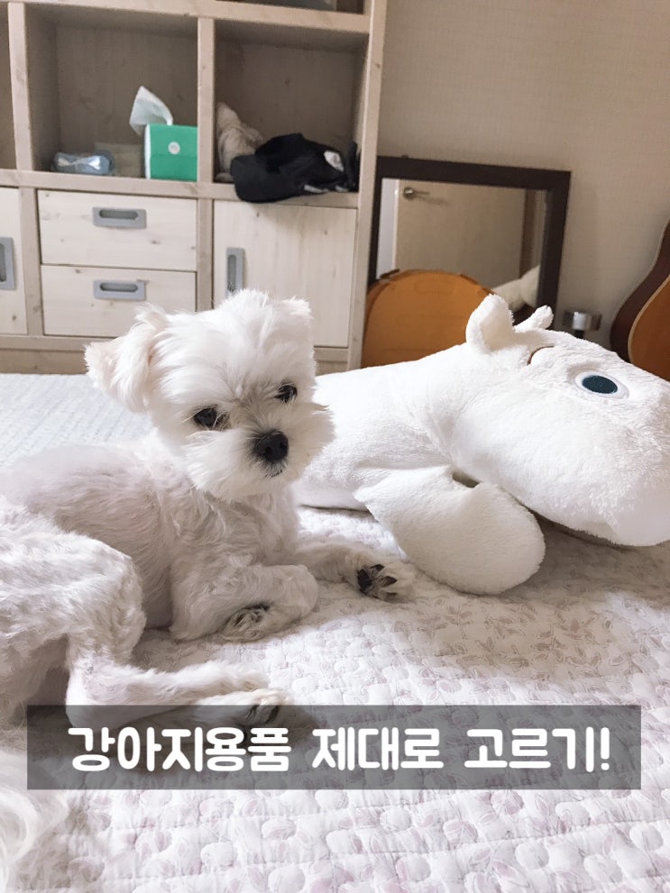  강아지용품 제대로 고르기! 강아지가 좋아해요