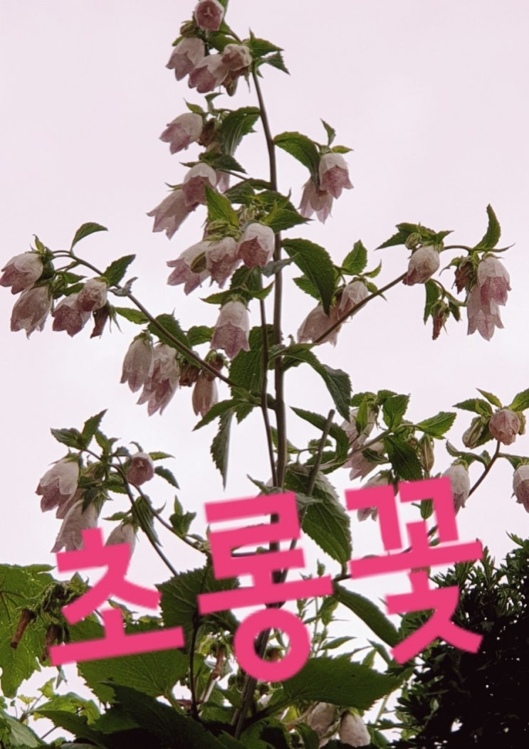  초롱꽃