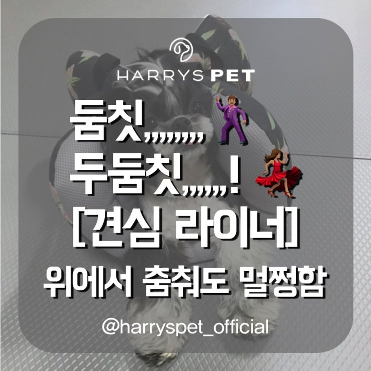  애견용품종류 하루하루 가져가게 될 수밖에 없는 대박 씬스틸러