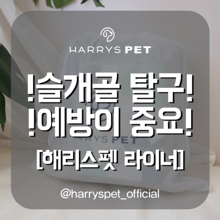  애견용품점 내가 괜찮게 보육한 원인