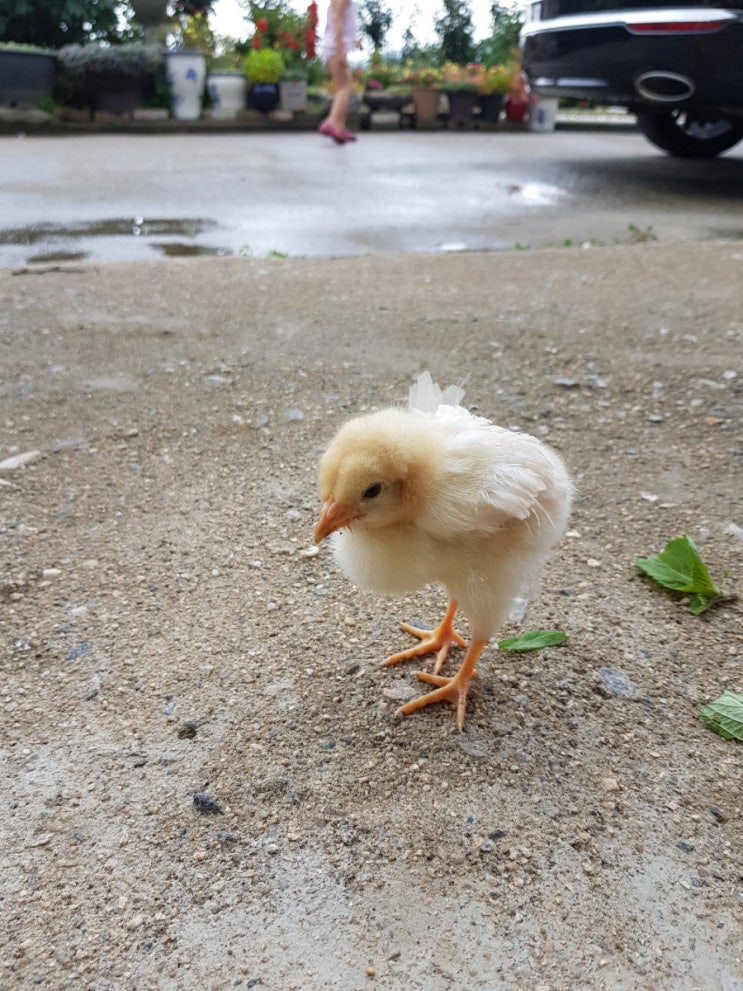  [시골살이]6세 아들이 엄마닭인줄 아는 코타케