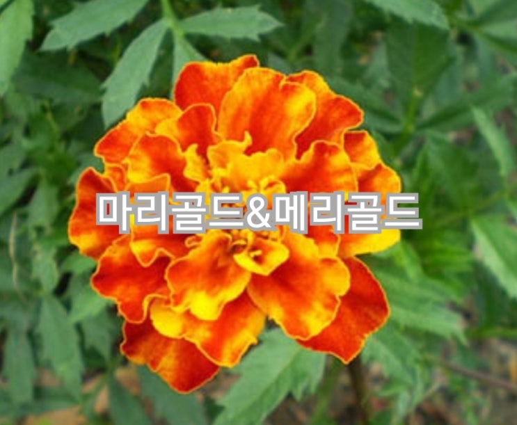  마리골드&메리골드 효능 및 부작용