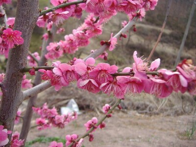  살구꽃