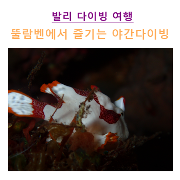  발리 여행 ; 뚤람벤에서 야간다이빙~ 헛! 쟤랑 눈 마주쳤어.