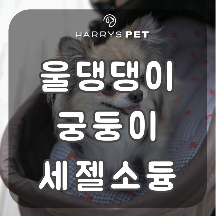  웰시코기집 개엄마의 마음을 사로잡은 라이너 체험담