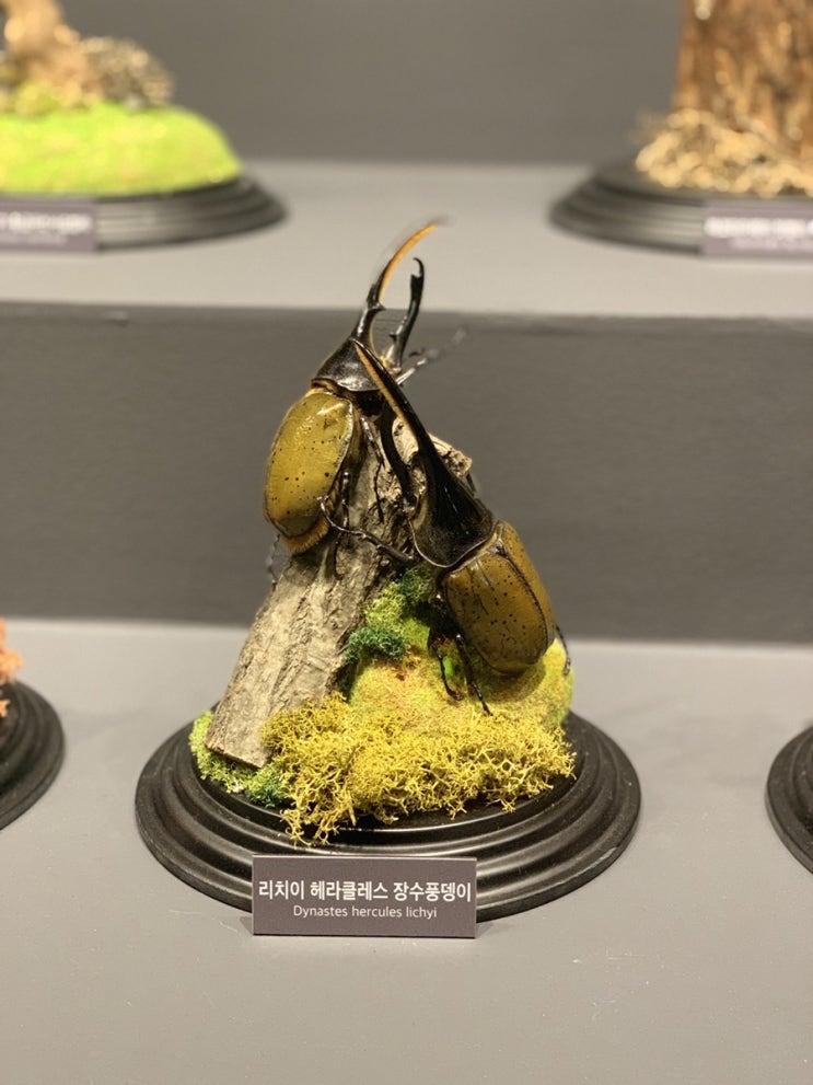  꿈꾸는파브르 벅스라이브전시