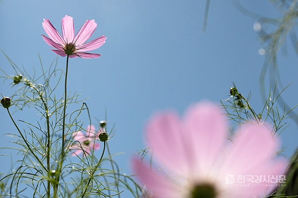  2019년 처서(處暑) “더위가 그친다는 뜻, 처서가 지나면 모기 입이 비뚤어진다!”