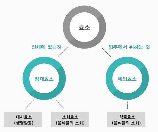  효소량 아끼는 꿀팁~