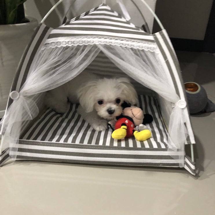  다이소 강아지집 펫하우스 후기