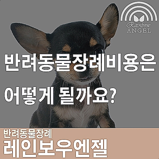  반려동물장례비용 애견화장비용 고양이화장비용  반려견화장비용은 어떻게 될까요?