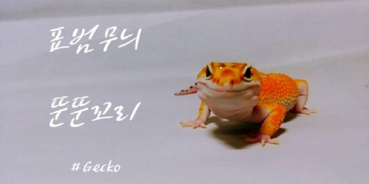  닉네임 변경과 그 외 추가 용품들 구비