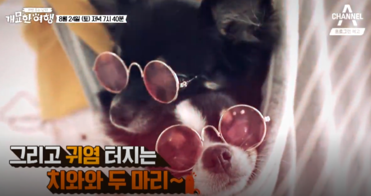 개묘한 여행 김지민 느낌이 나리 묘종 장모치와와 멕시코 칸쿤 박시후 봉구 견종 동경견 모자 자동차 고향 충남 부여 80년 한옥 집 촬영장소 개밥 주는 남자 개묘한 여행 2회 개묘한 여행 김지민 느낌이 나리 묘종 장모치와와 멕시코 칸쿤 박시후 봉구 견종 동경견 모자 자동차 고향 충남 부여 80년 한옥 집 촬영장소 개밥 주는 남자 개묘한 여행 2회