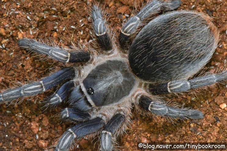 코스타리칸 제브라 니카라과 암컷들 Aphonopelma seemanni 'Nicaragua'