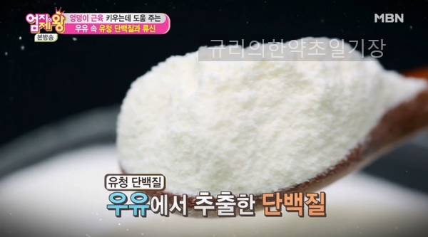  근육 운동 후 간편한 단백질 섭취법! 유청단백질가루