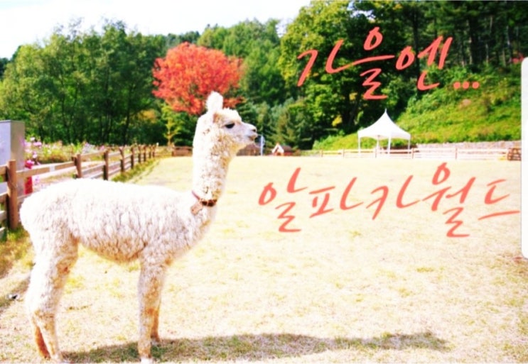  여행체험단 9월 강원 홍천 알파카월드 팸투어 모집