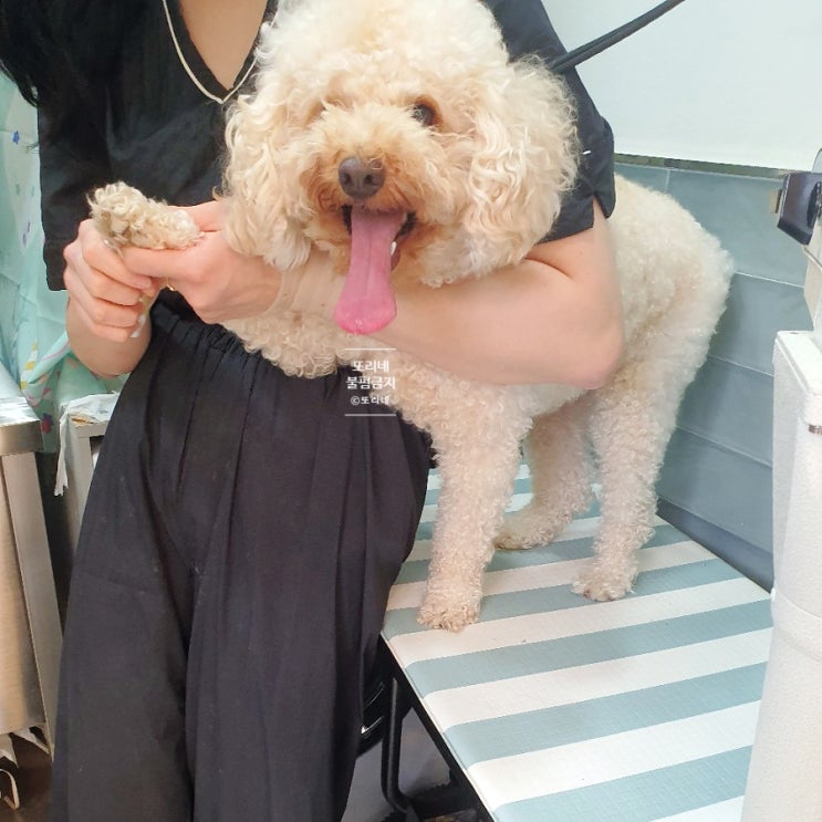  190824_빡빡이 또리는 조삐에로?