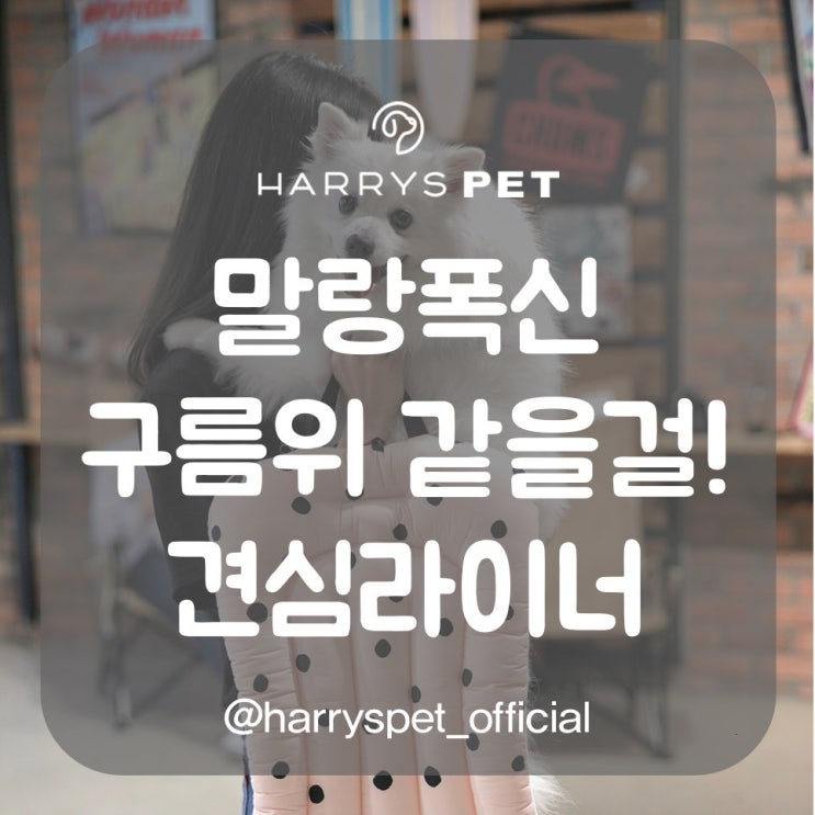  반려동물유모차 산보시간을 멋지게 혁신해주는 꿀팁
