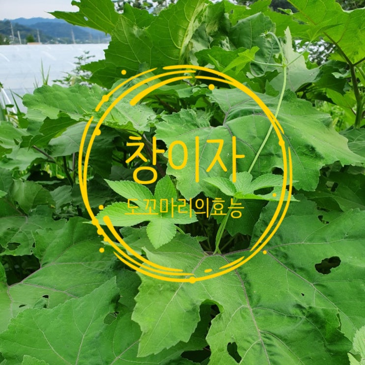  축농증 비염에 좋다는 창이자  도꼬마리 도깨비 풀의효능을 알아볼까요><